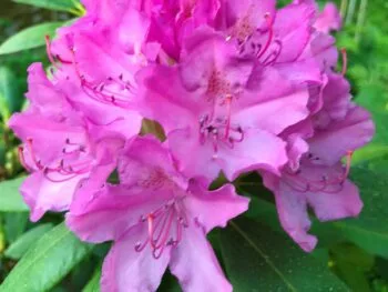 Rhododendron (Catawbiense) 'Roseum Elegans'