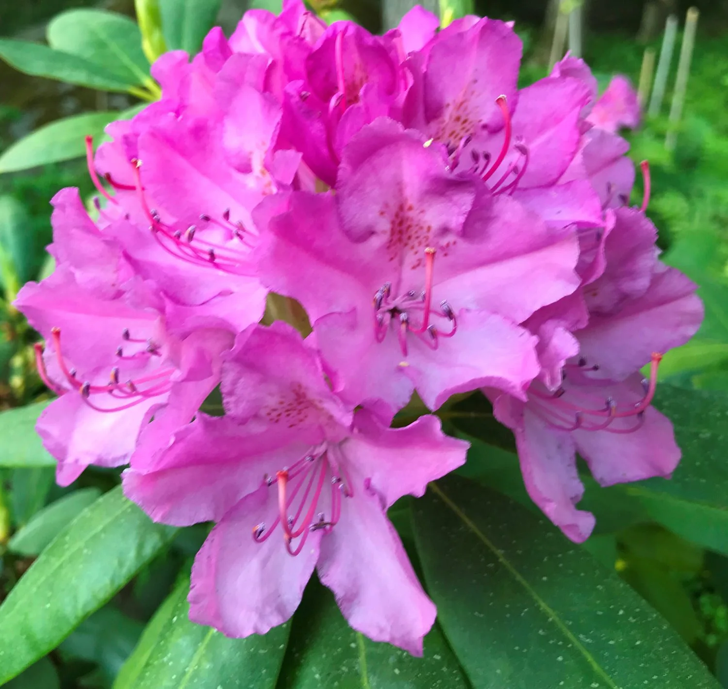Rhododendron (Catawbiense) 'Roseum Elegans'