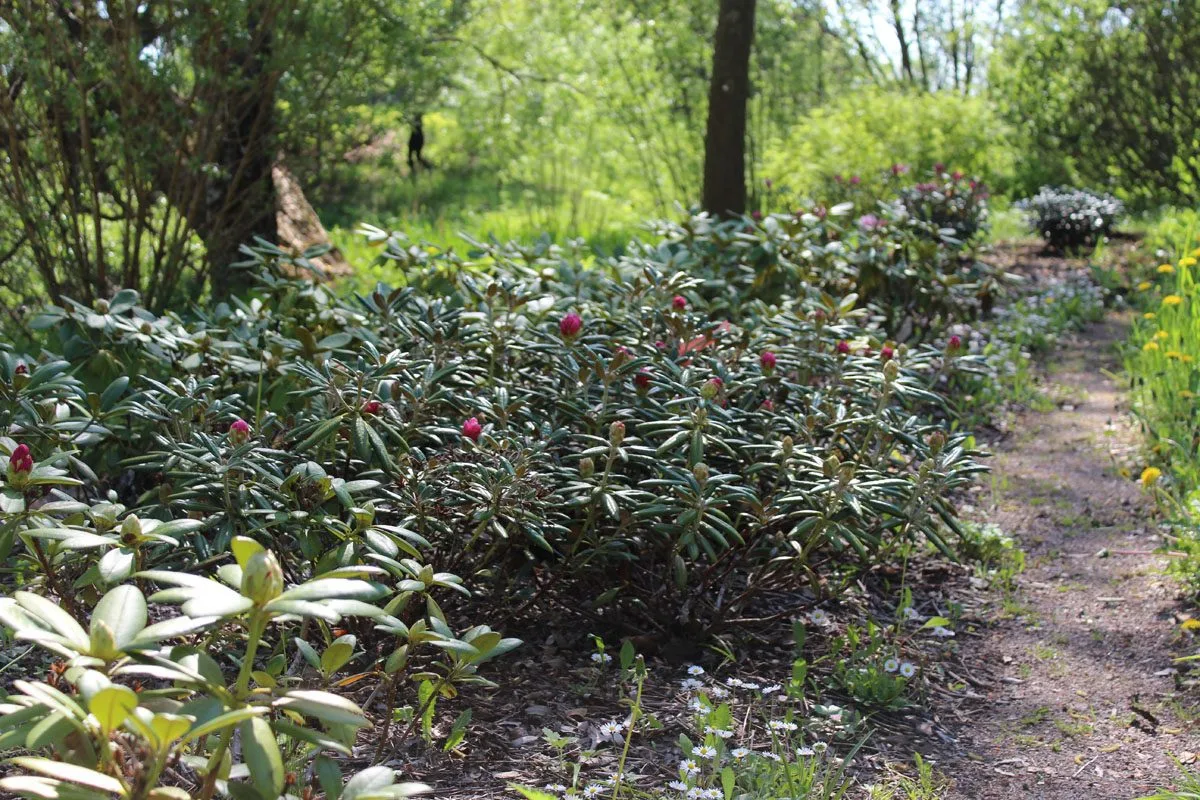 Rhododendron (Yakushimanum) 'Koichiro Wada' - Image 6