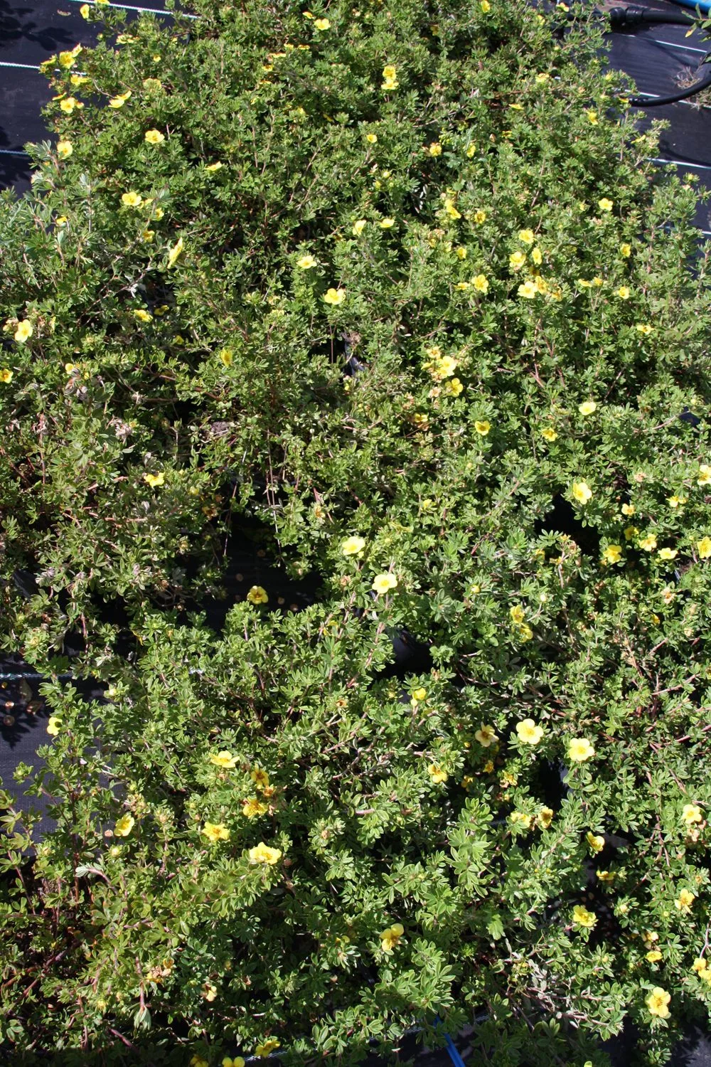 Dasiphora fruticosa 'Longacre' E - Image 4