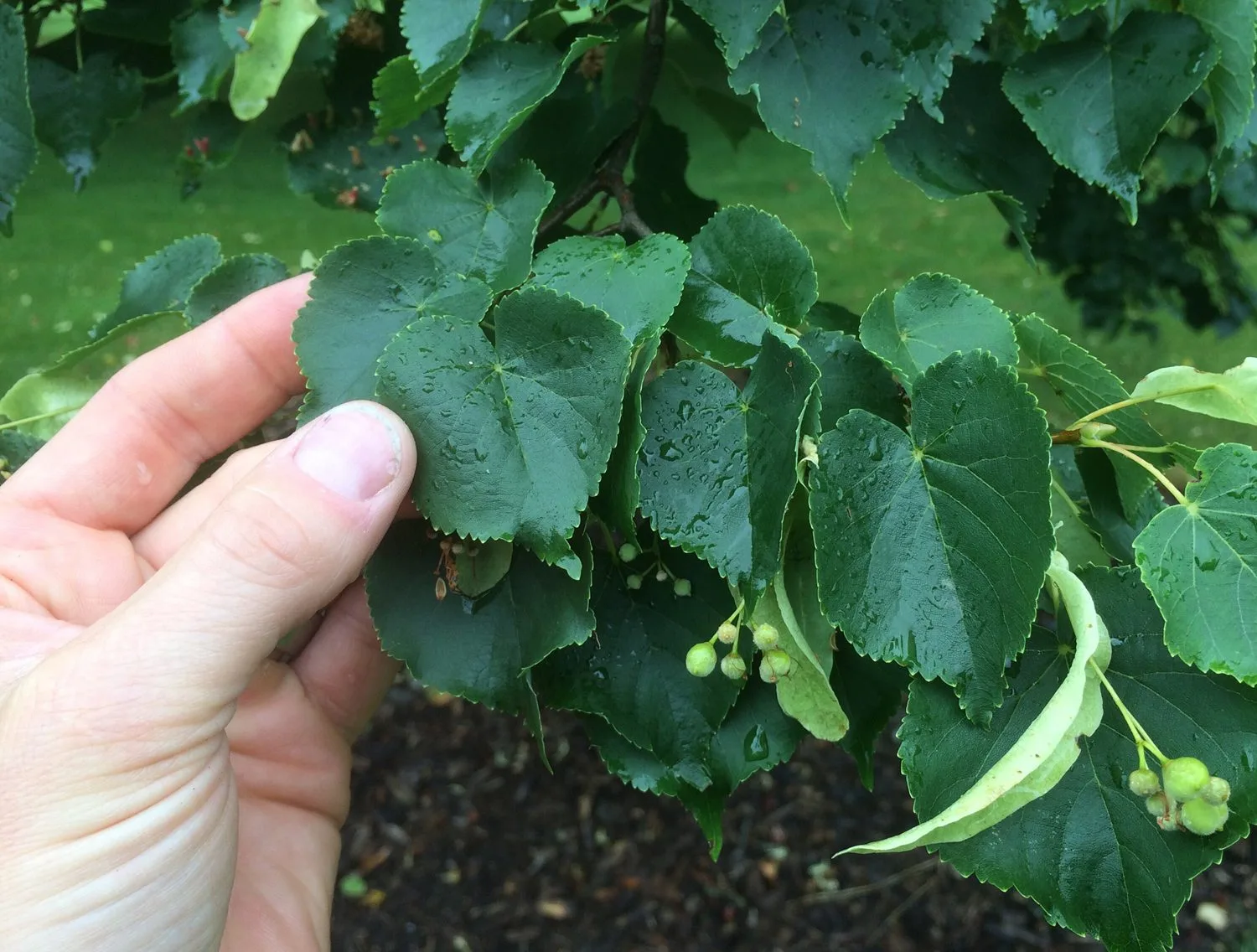 Tilia cordata - Image 2