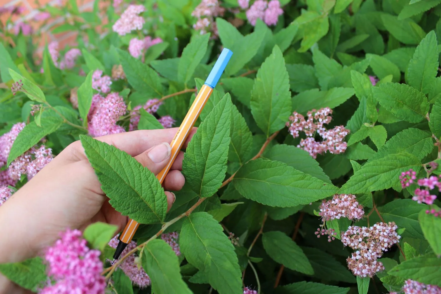 Spiraea japonica 'Froebelii'' - Image 3