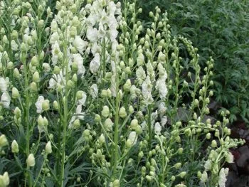 Aconitum napellus 'Album'