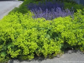 Alchemilla mollis