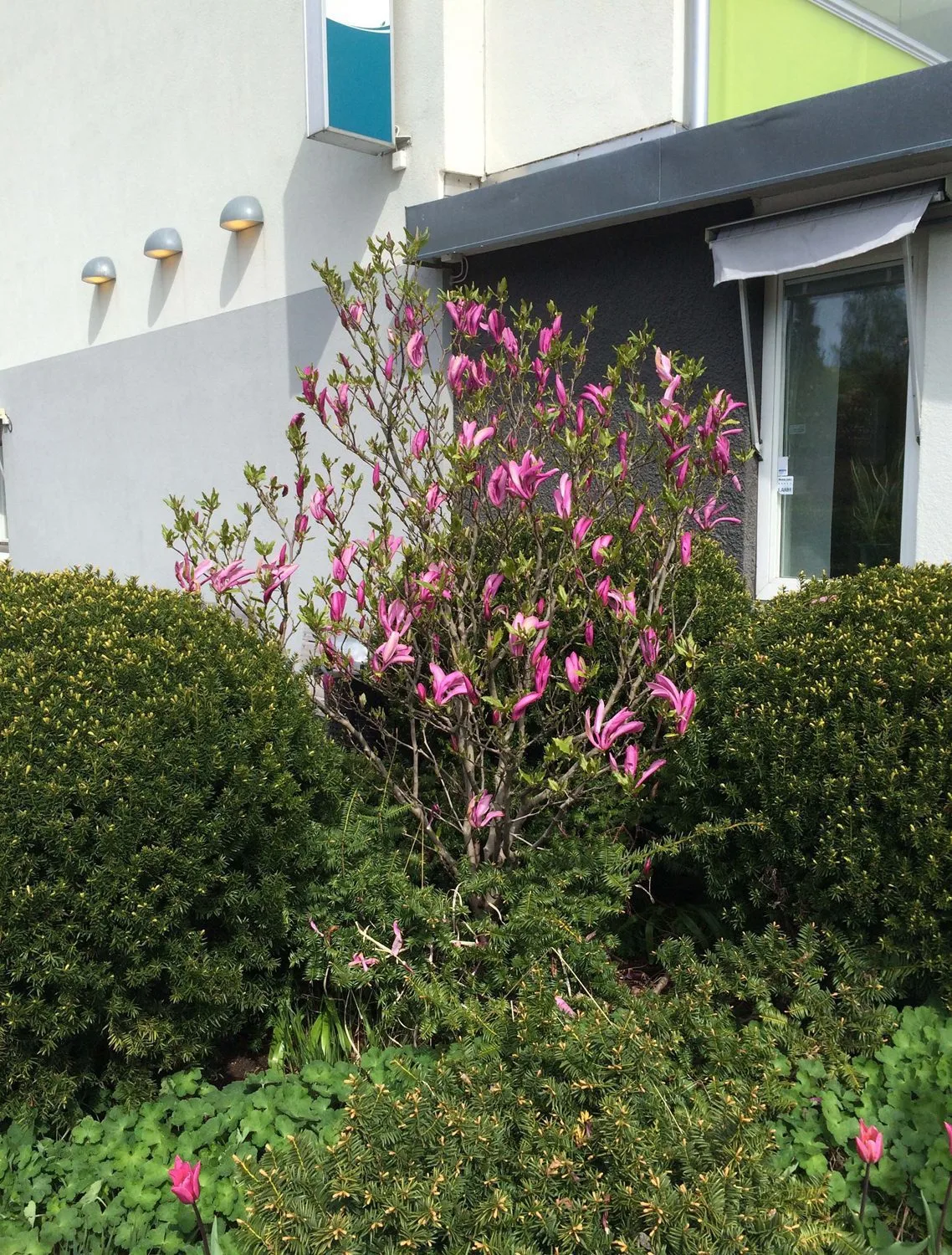 Magnolia (Liliiflora) 'Susan'