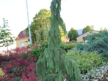 Chamaecyparis nootkatensis 'Pendula'
