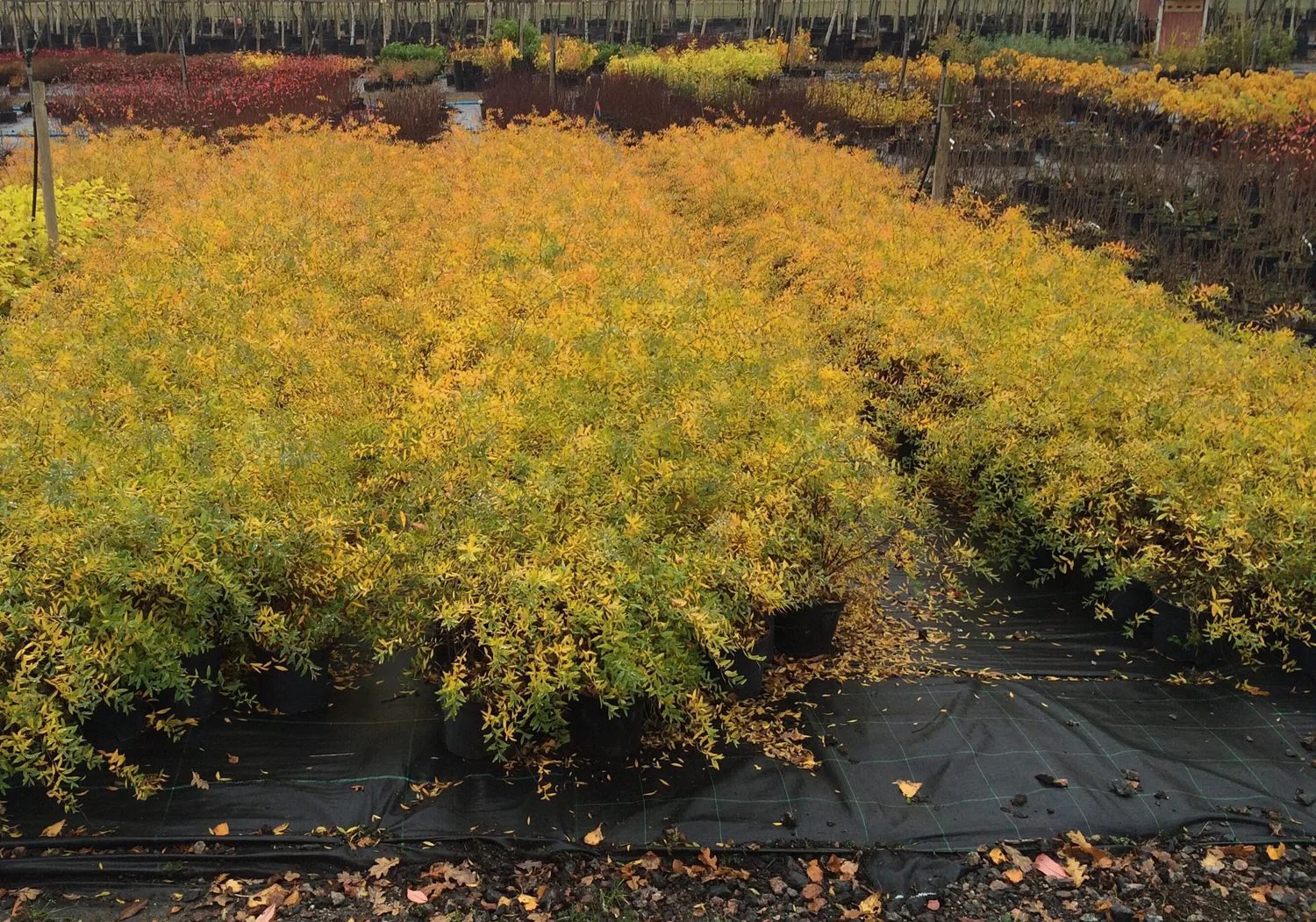 Spiraea x cinerea 'Grefsheim' E - Image 5