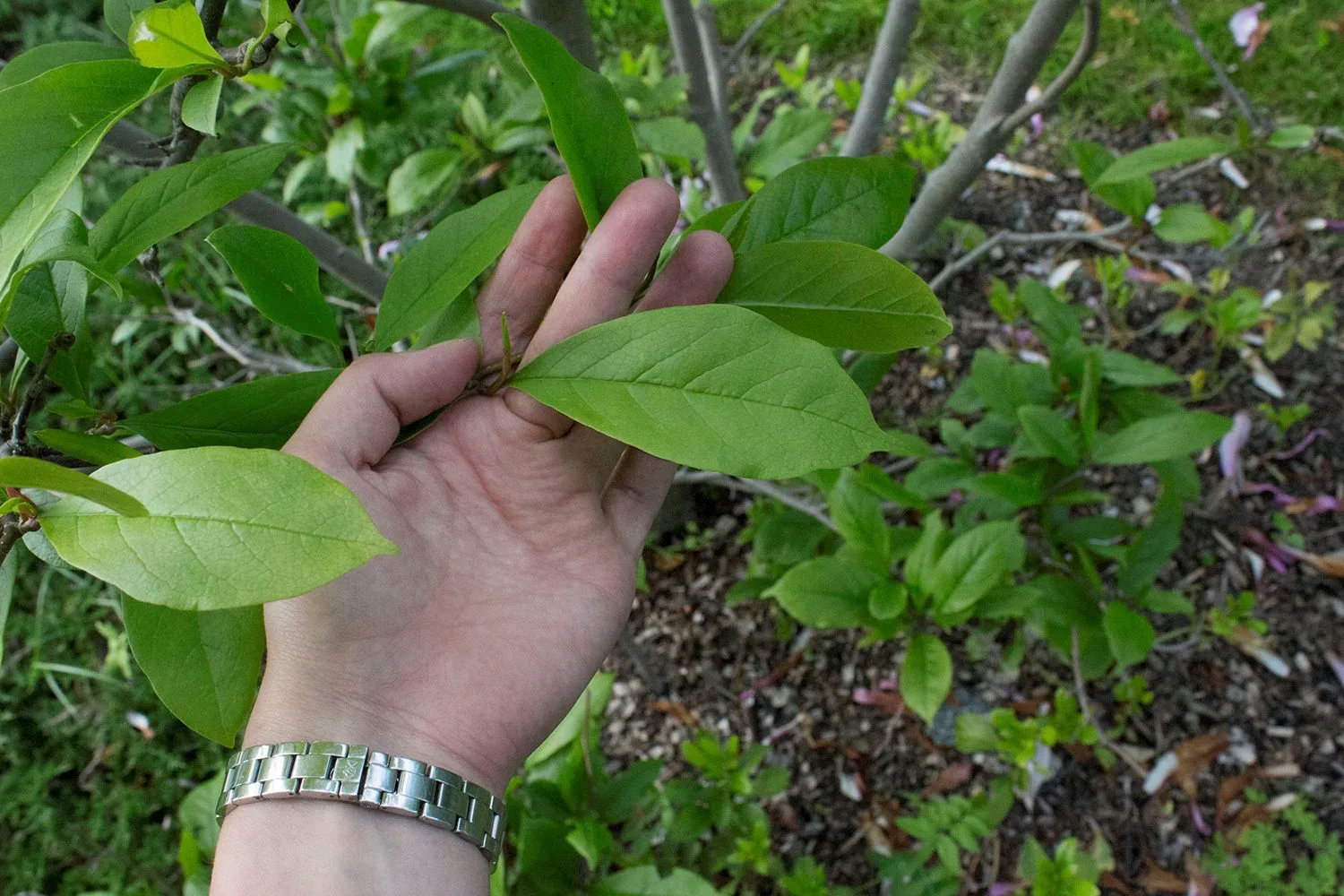 Magnolia (Liliiflora) 'Susan' - Image 4