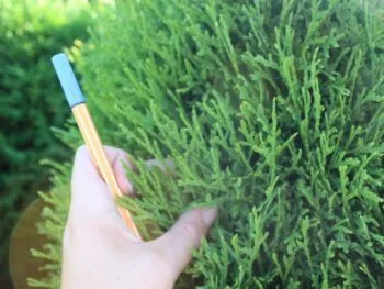Thuja occidentalis 'Tiny Tim'