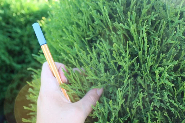 Thuja occidentalis 'Tiny Tim'