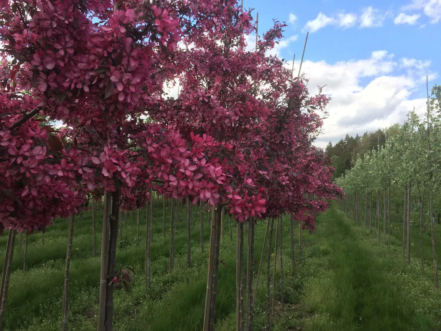 Malus 'Rubin' - Image 4
