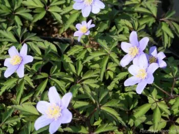 Anemone nemorosa 'Robinsonianum'