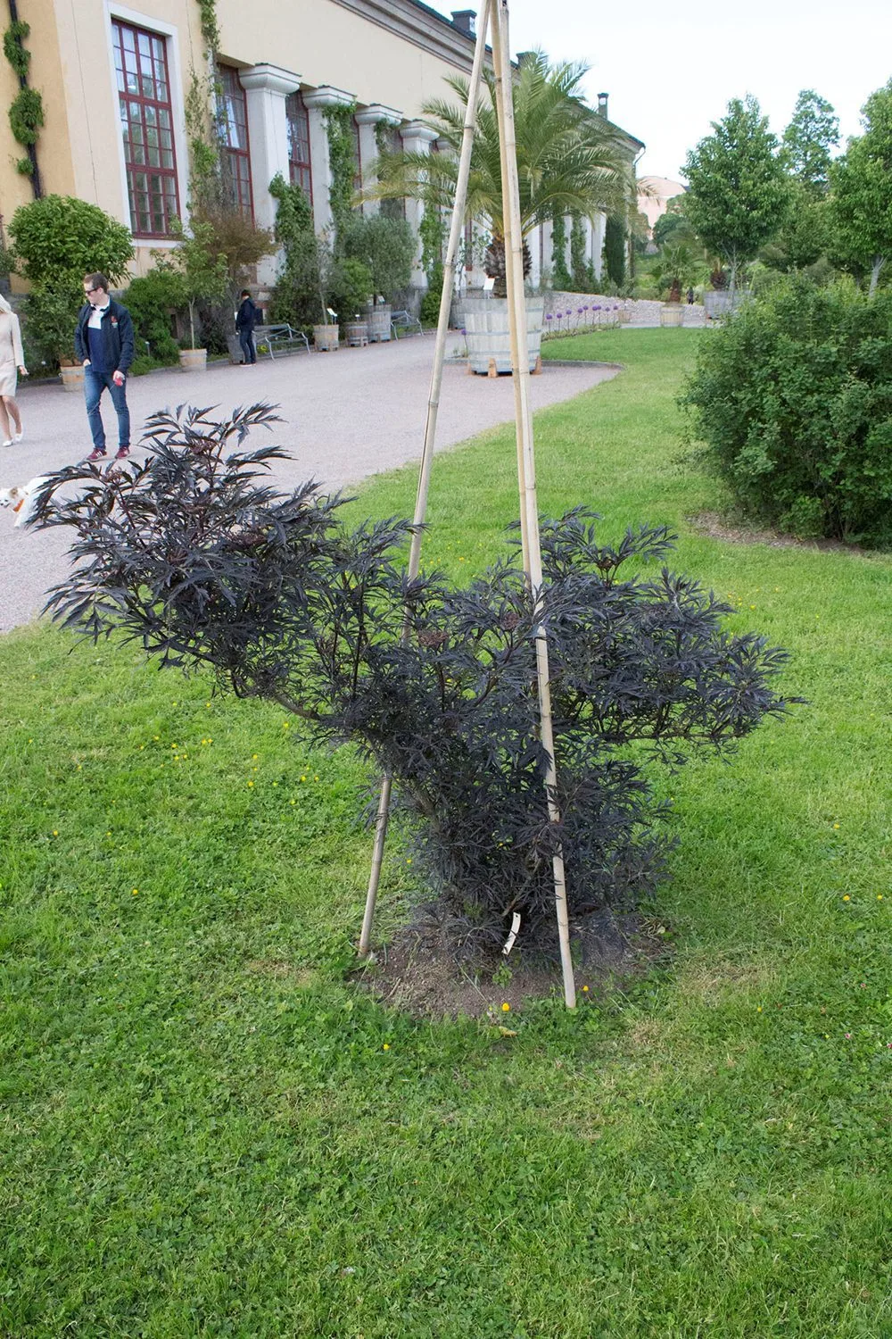 Sambucus nigra 'Black Lace' - Image 5