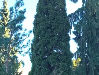 Thuja occidentalis 'Smaragd'