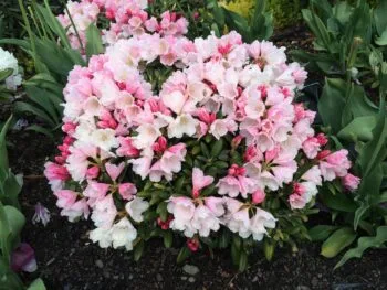 Rhododendron (Yakushimanum) 'Koichiro Wada'