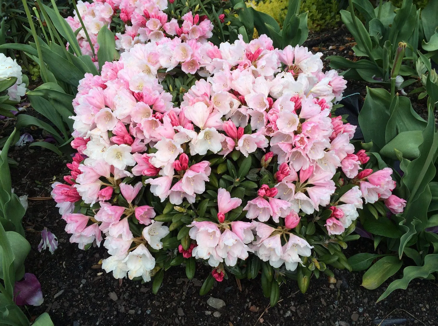 Rhododendron (Yakushimanum) 'Koichiro Wada'