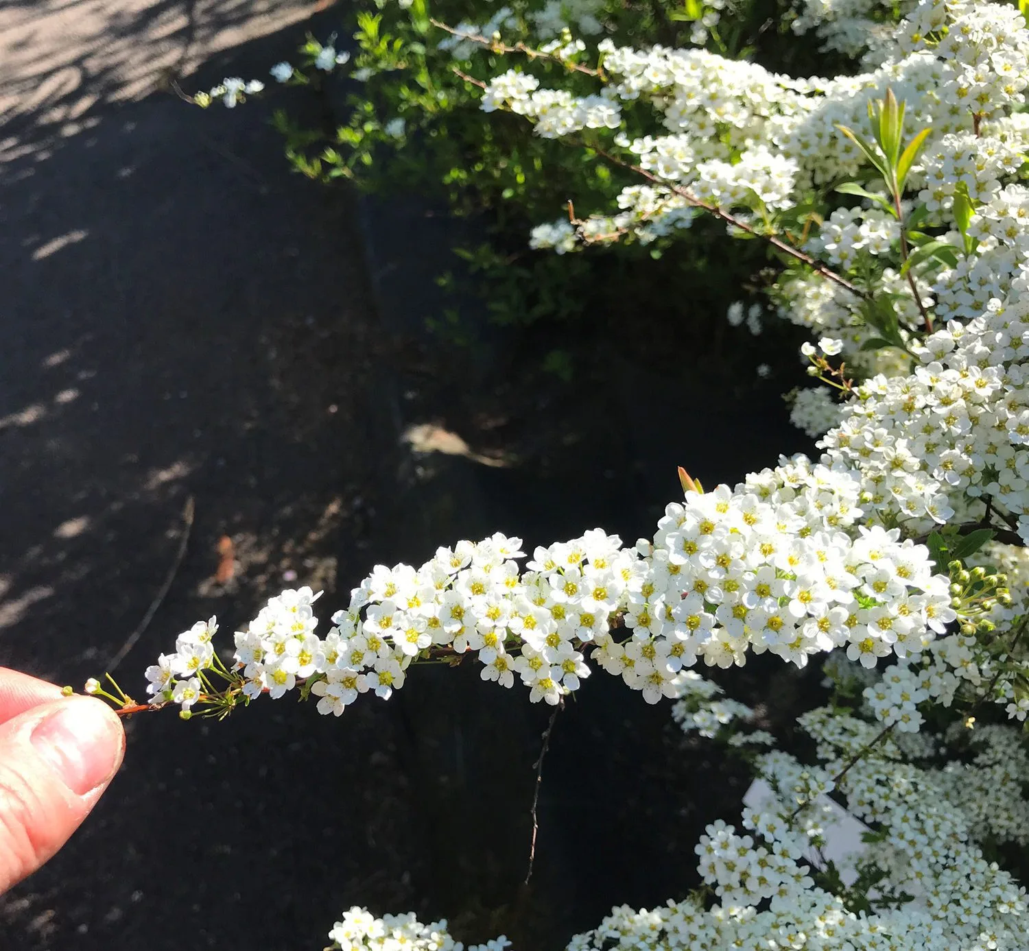 Spiraea x cinerea 'Grefsheim' E - Image 4