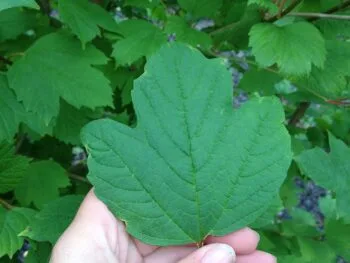 Viburnum opulus