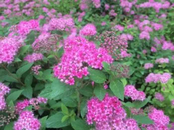 Spiraea japonica 'Manon'