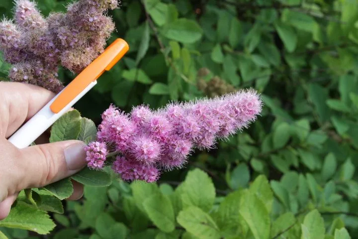 Spiraea x billardii - Image 2