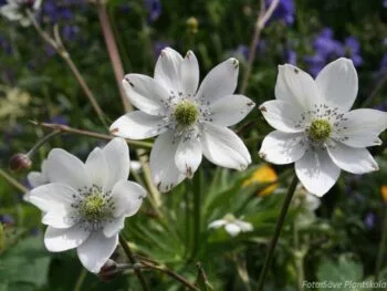 Anemone leveillei