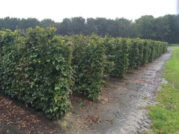 Fagus sylvatica