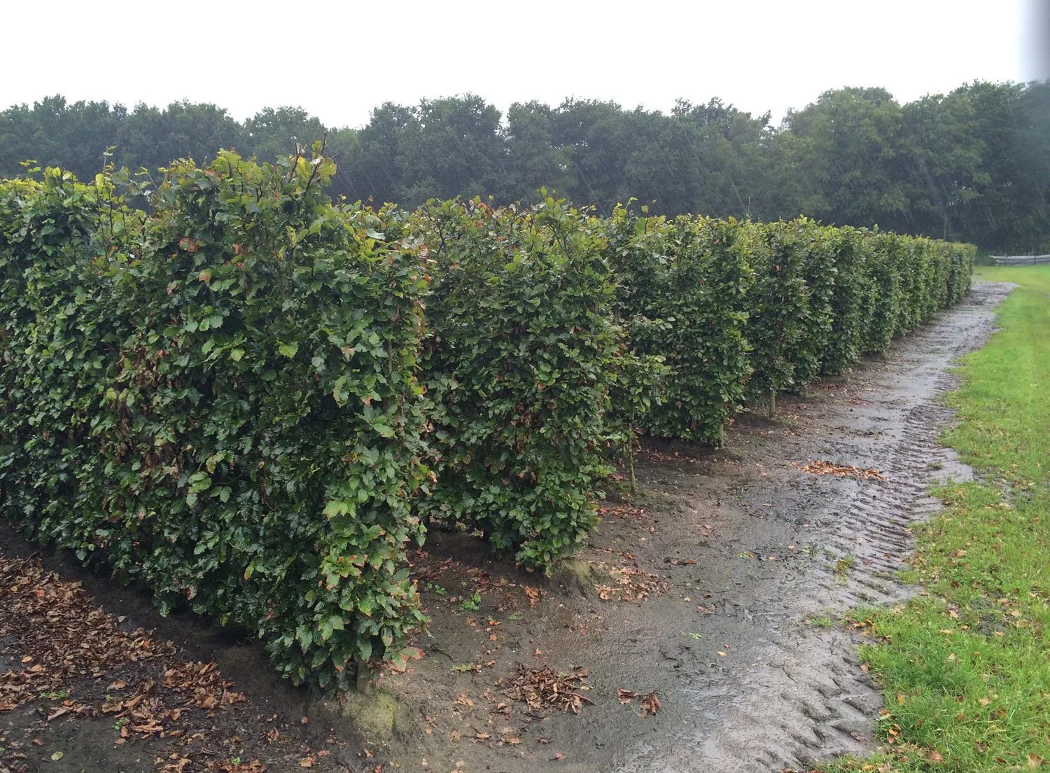 Fagus sylvatica