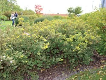 Dasiphora fruticosa 'Goldfinger' E