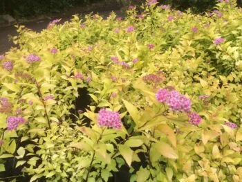 Spiraea japonica 'Goldmound'