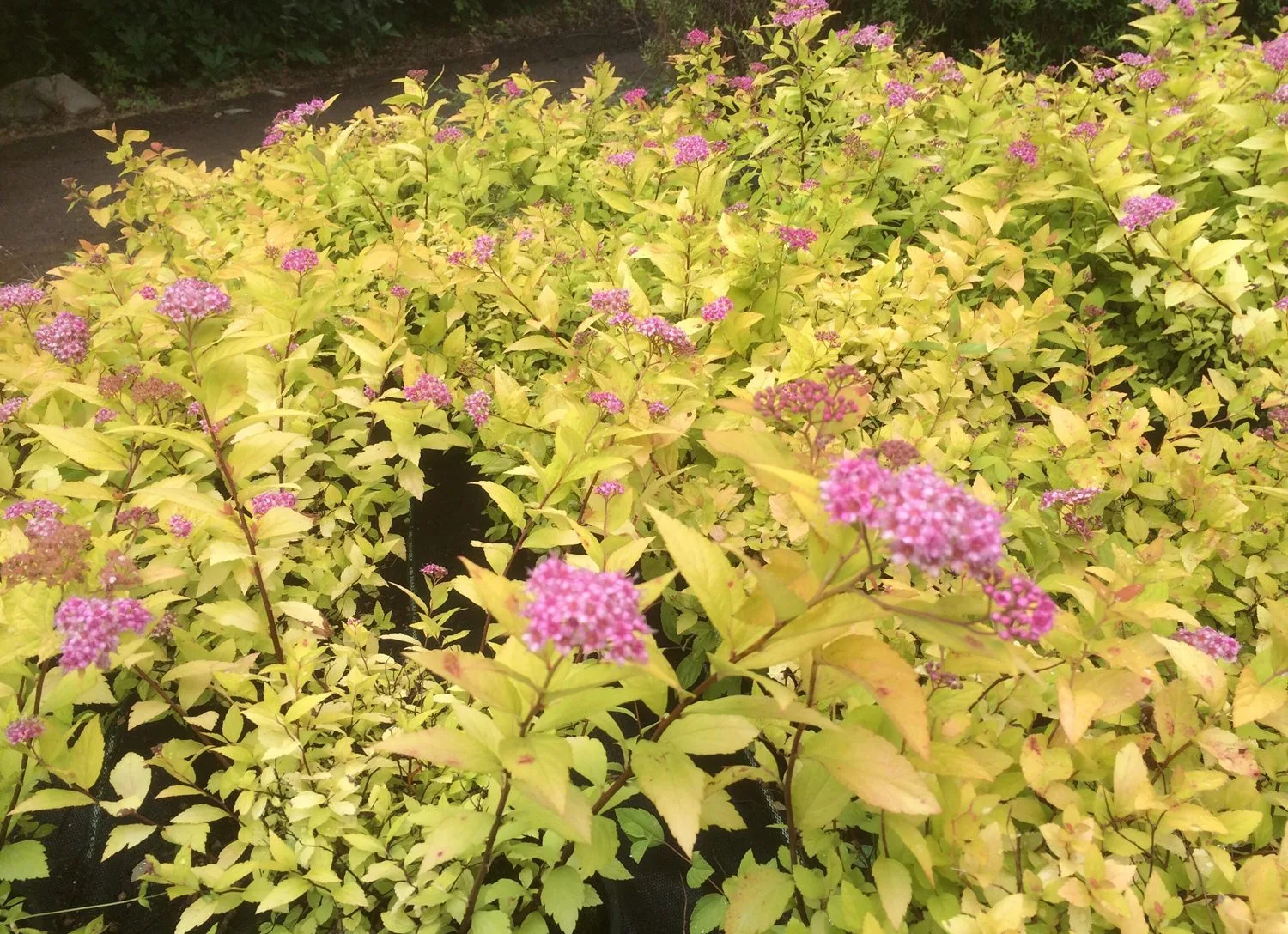 Spiraea japonica 'Goldmound'