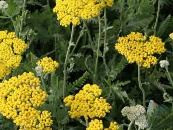Achillea filipendulina 'Coronation Gold''