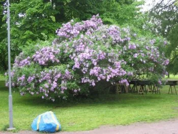 Syringa chinensis 'Saugeana'