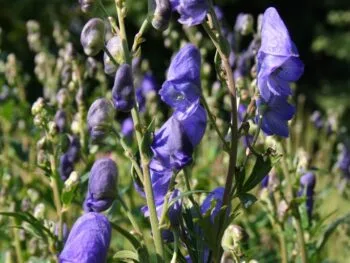 Aconitum carmichaelii 'Arendsii'