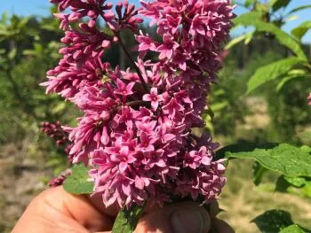 Syringa josikaea 'Röd Holger'