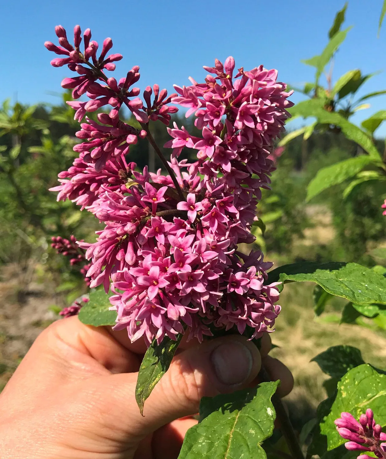 Syringa josikaea 'Röd Holger'