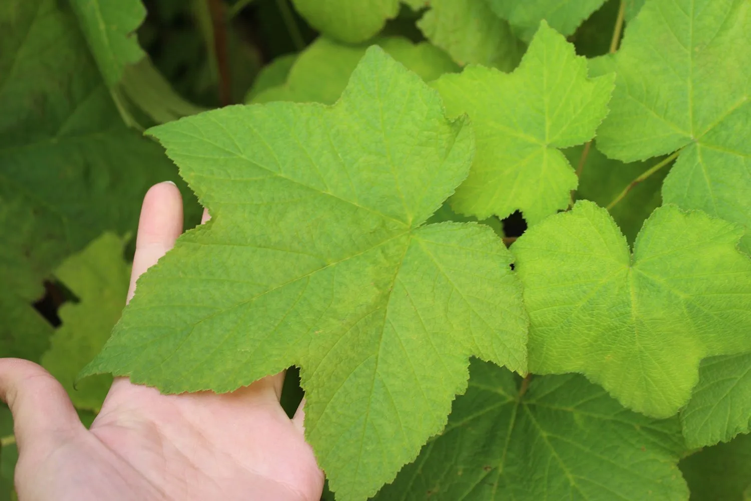 Rubus odoratus - Image 2