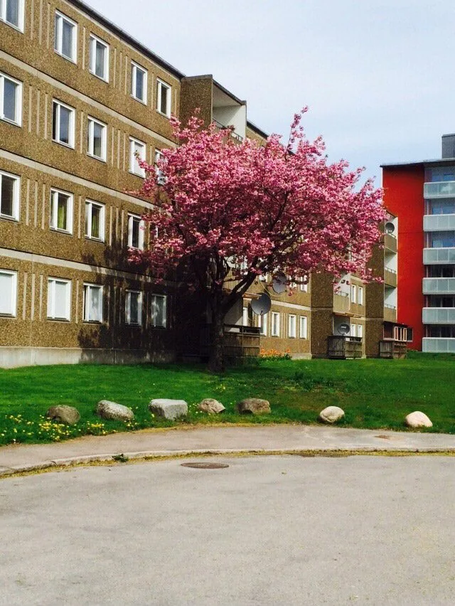 Prunus (Sato-zakura) 'Kanzan'