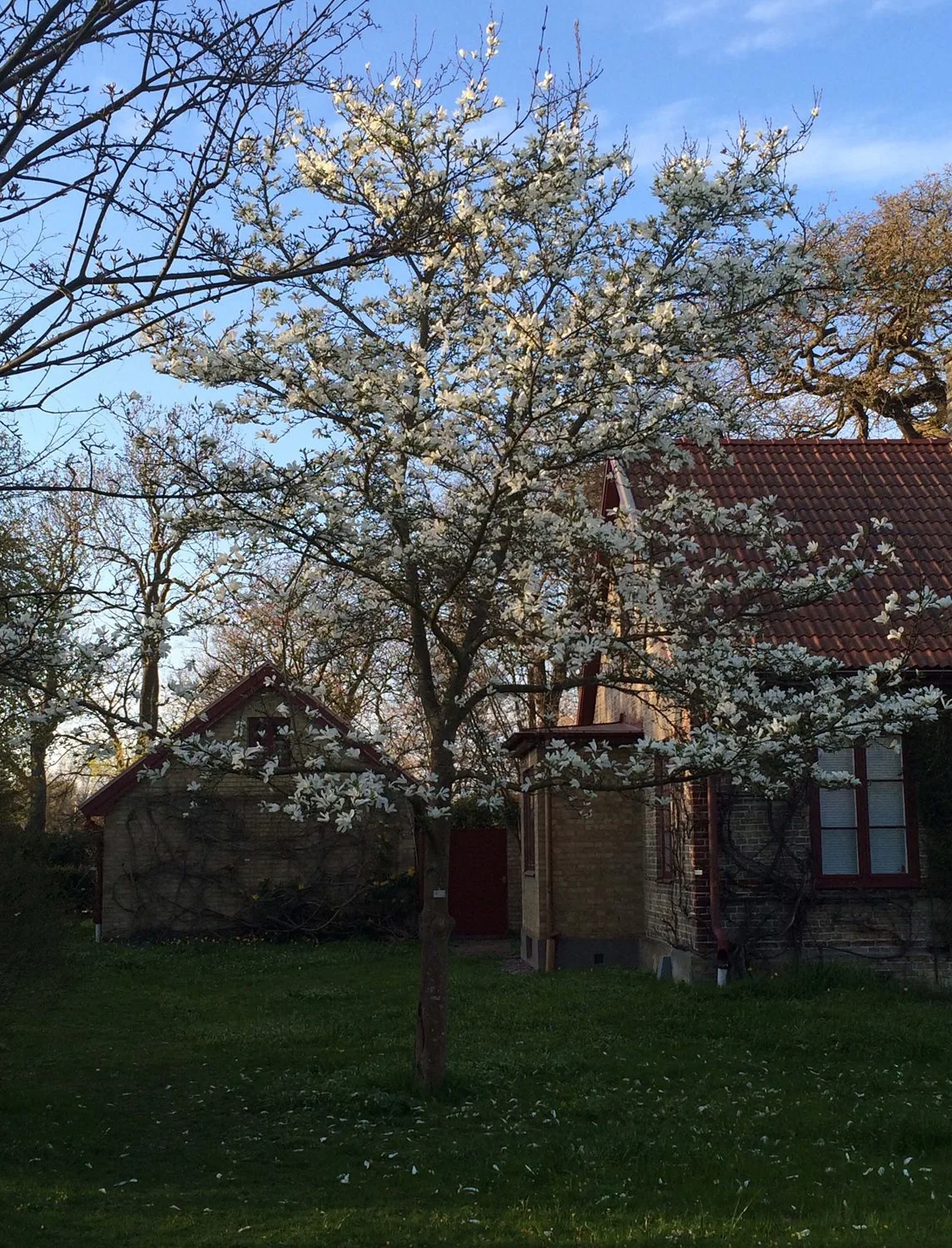 Magnolia kobus - Image 6