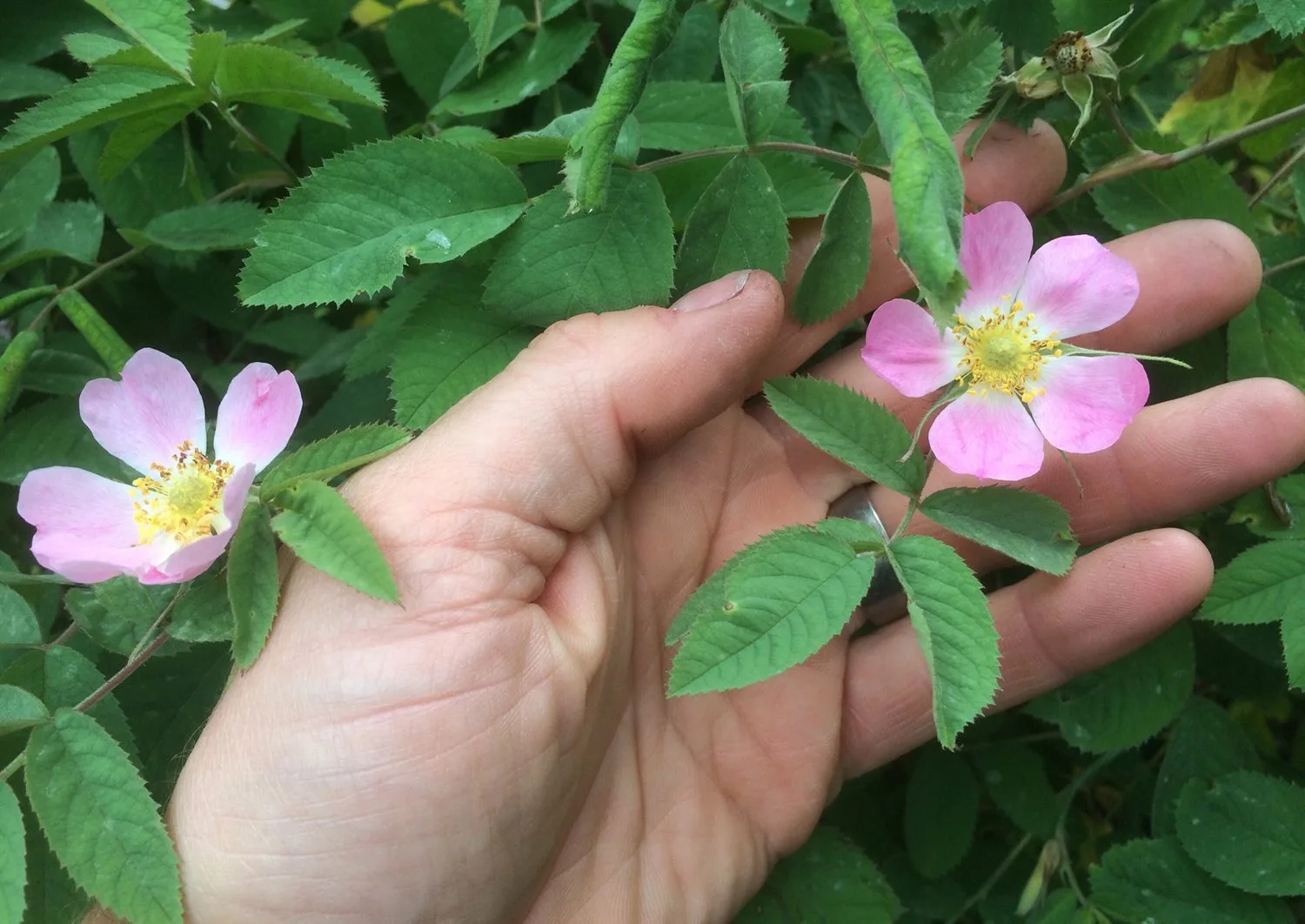 Rosa villosa ssp.mollis fk Balingsta E