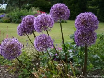 Allium gigantheum