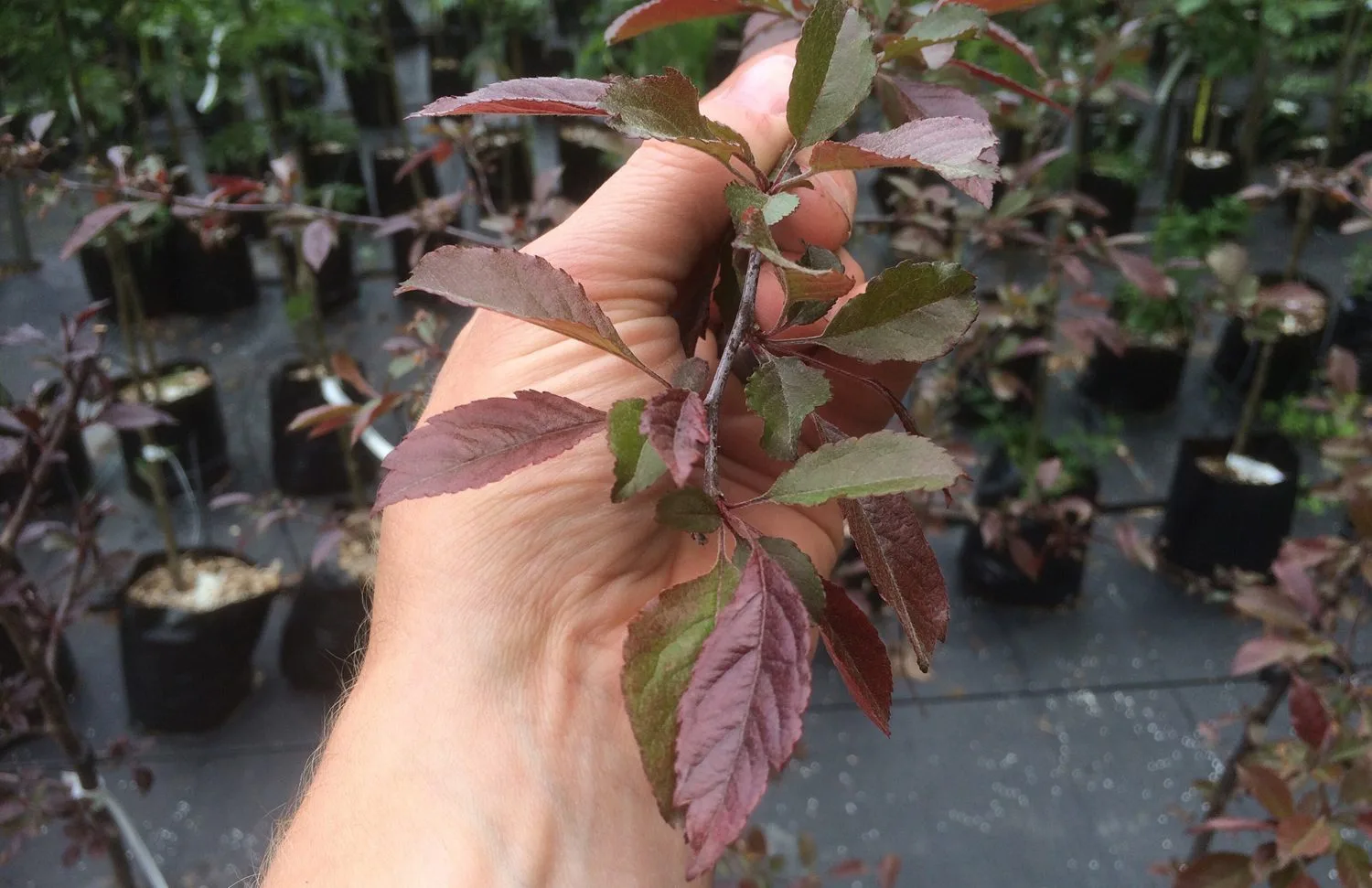 Malus 'Rubin' - Image 3