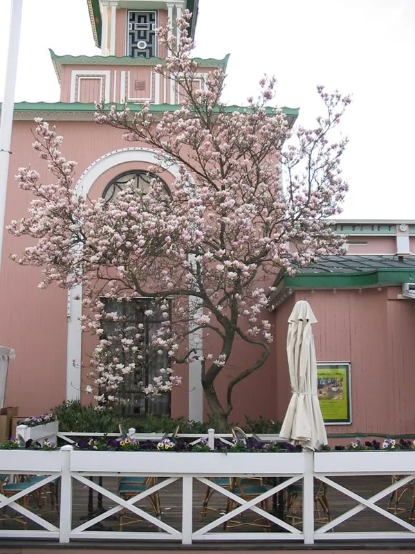 Magnolia x soulangeana - Image 6