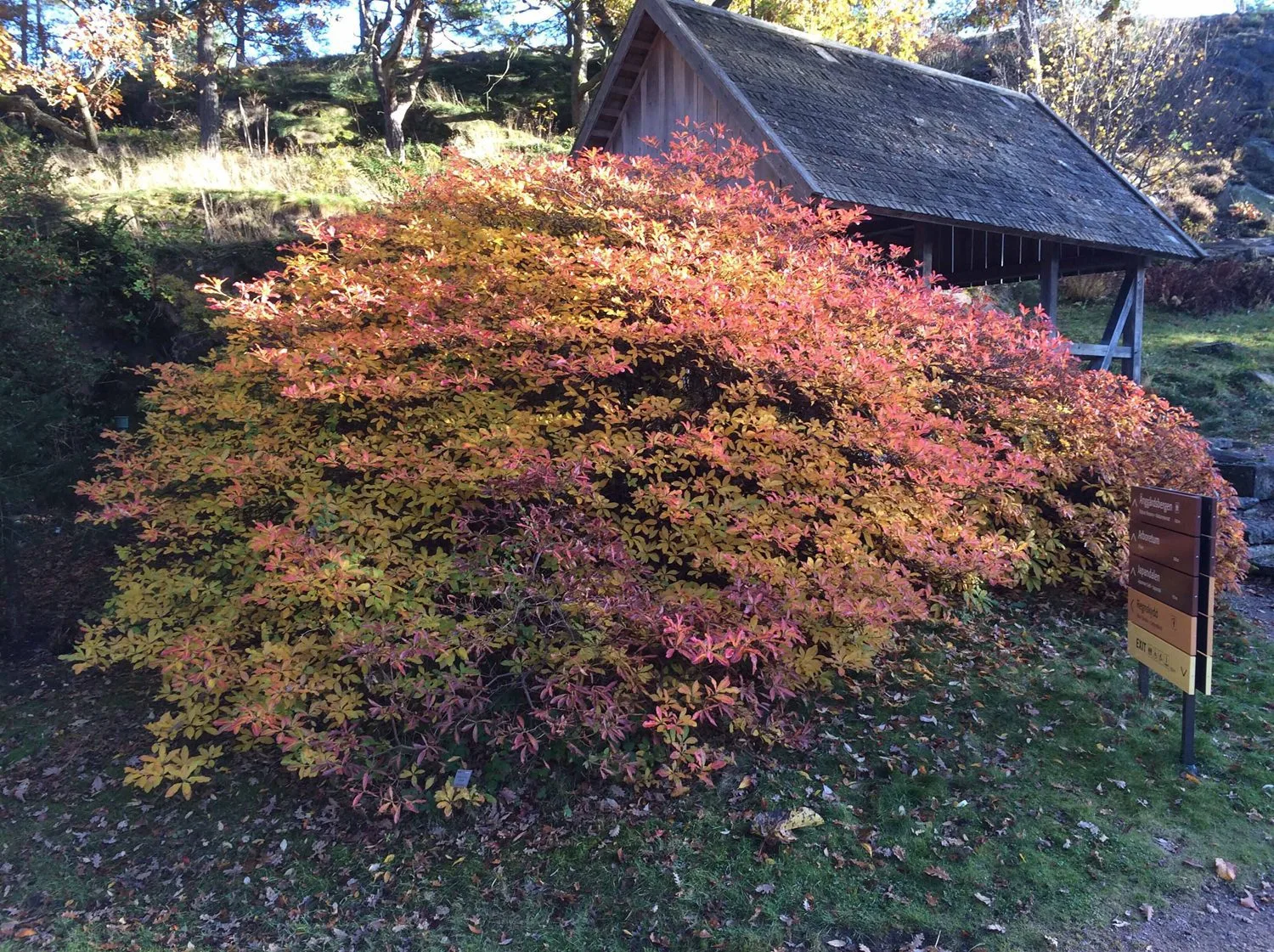 Rhododendron luteum - Image 3