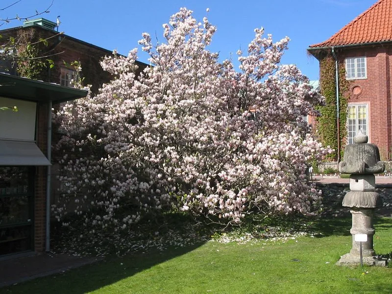 Magnolia x soulangeana