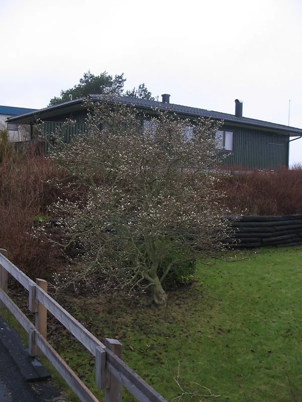 Magnolia stellata - Image 4