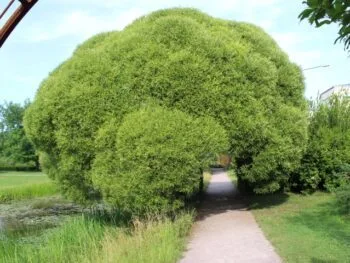 Salix fragilis 'Bullata'