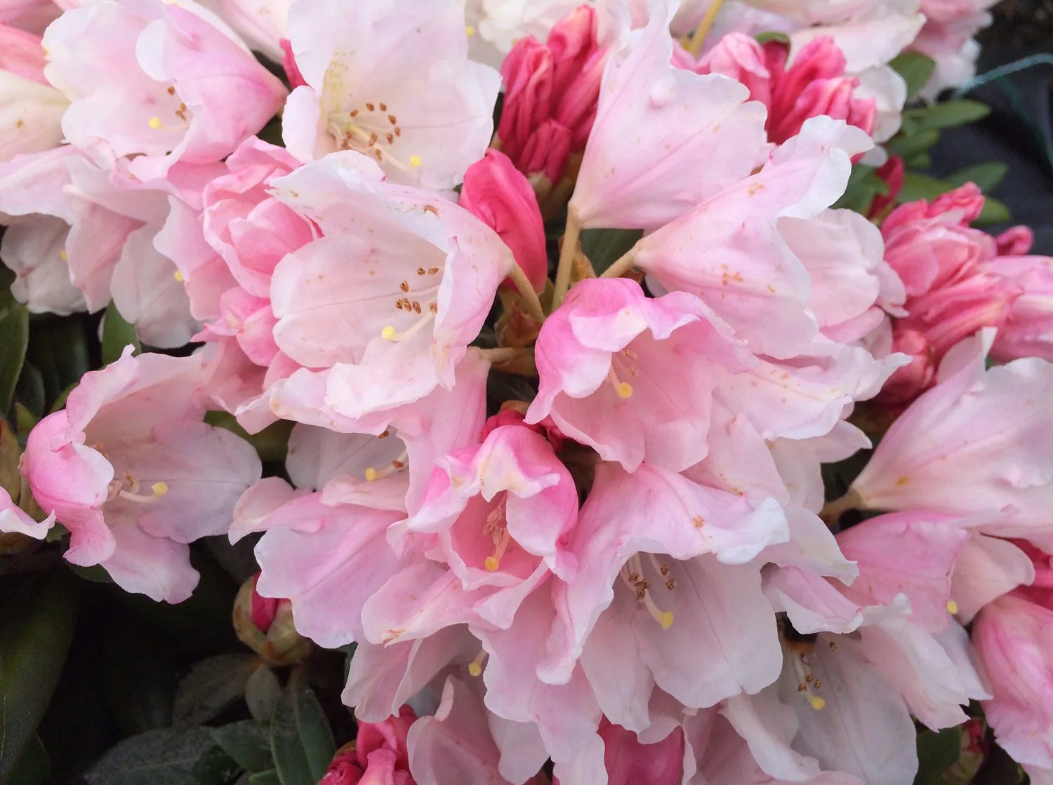 Rhododendron (Yakushimanum) 'Koichiro Wada' - Image 5