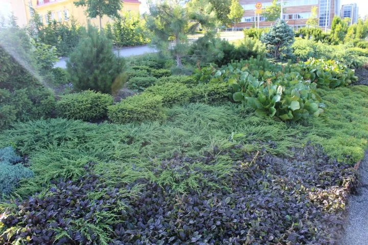 Juniperus communis 'Green Carpet' - Image 4