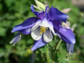 Aquilegia 'Spring Magic Blue'