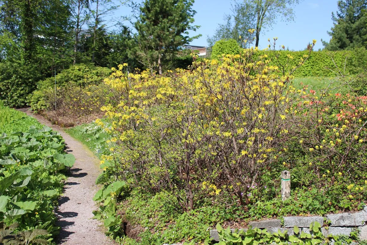 Rhododendron luteum - Image 2